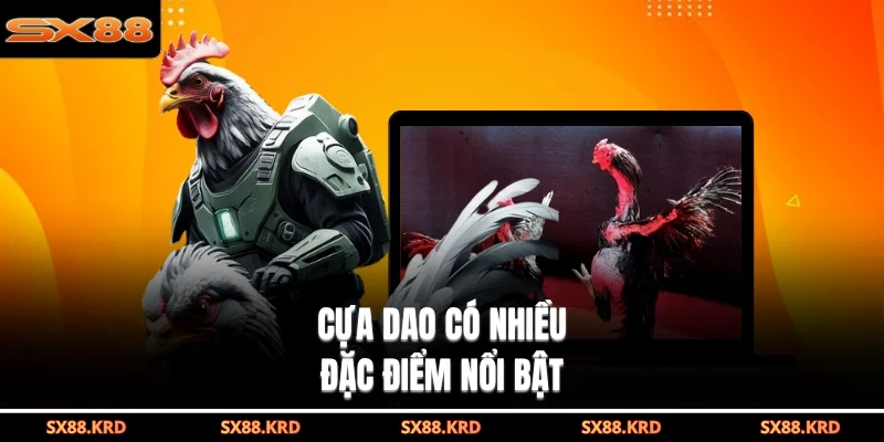 Cựa dao có nhiều đặc điểm nổi bật