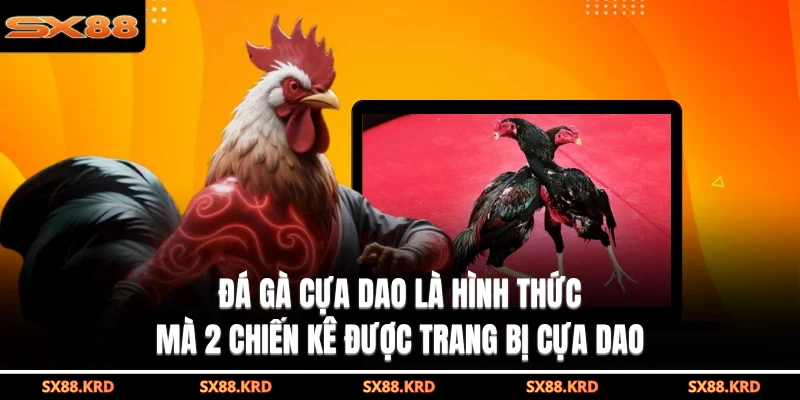 Đá gà cựa dao là hình thức mà 2 chiến kê được trang bị cựa dao
