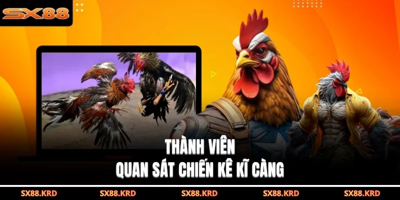 Thành viên quan sát chiến kê kĩ càng
